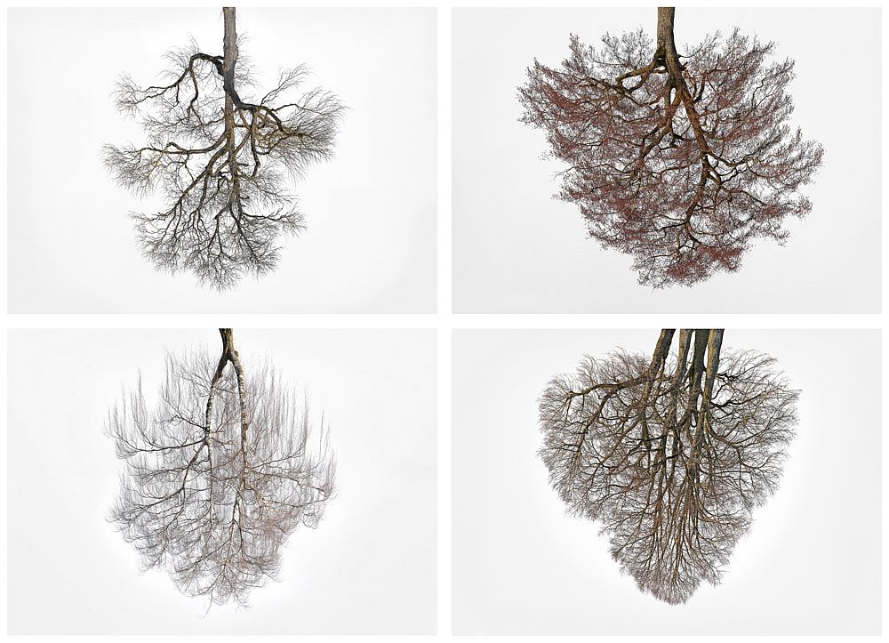 Christoph-Franke-Tree-Crowns.jpg